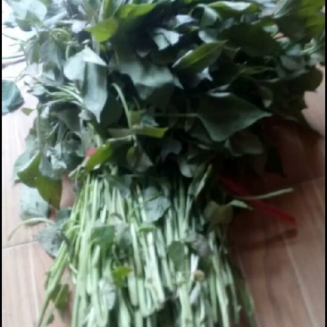 西瓜红.商薯19.龙薯九.等格品种红薯苗火热销售价格美丽