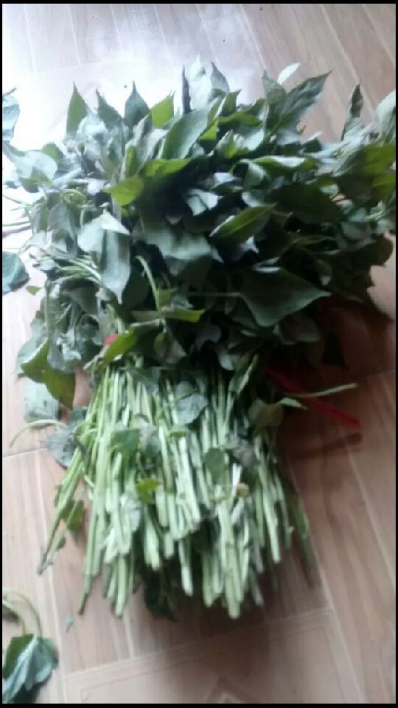 西瓜红.商薯19.龙薯九.等格品种红薯苗火热销售价格美丽