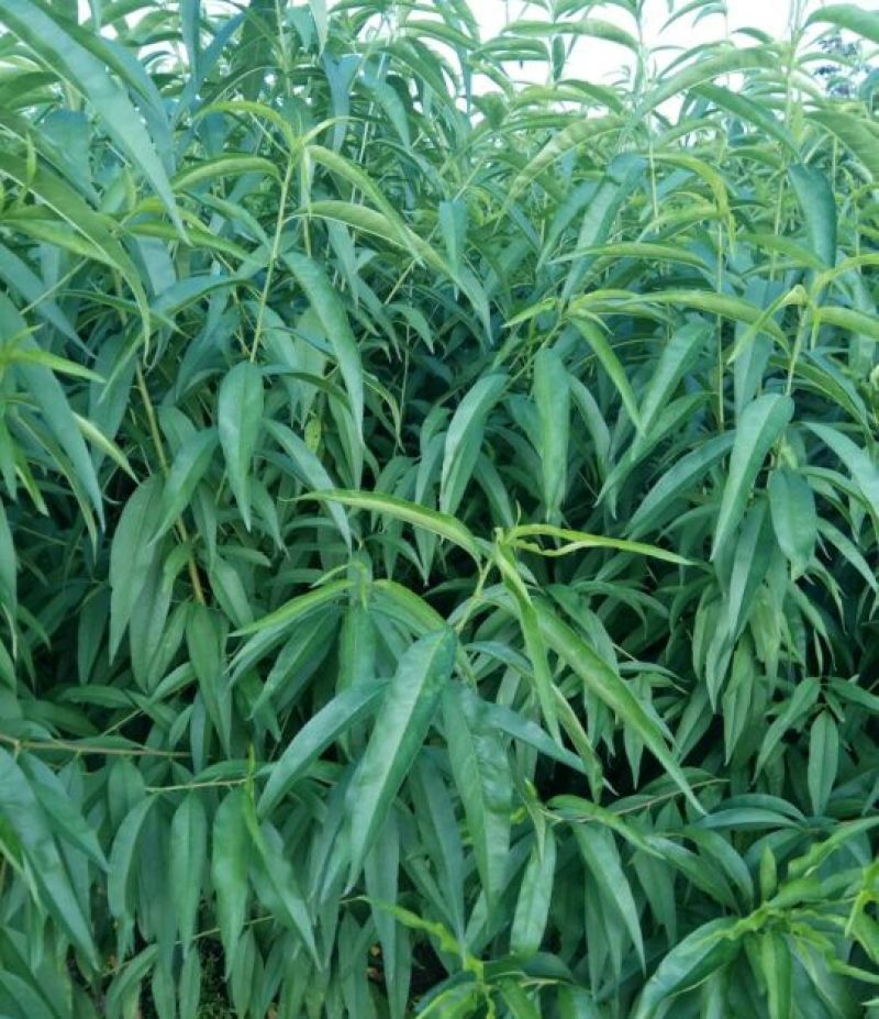 毛桃树苗70~80cm