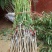 大十桑树苗20~30cm