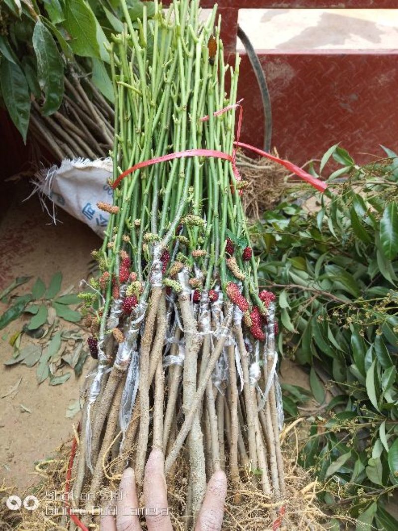 大十桑树苗20~30cm