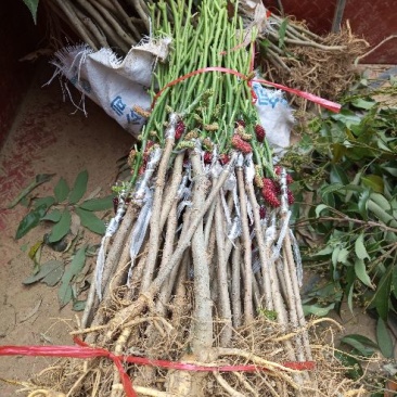 大十桑树苗20~30cm