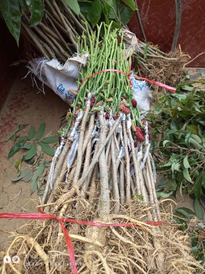 大十桑树苗20~30cm