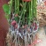 大十桑树苗20~30cm