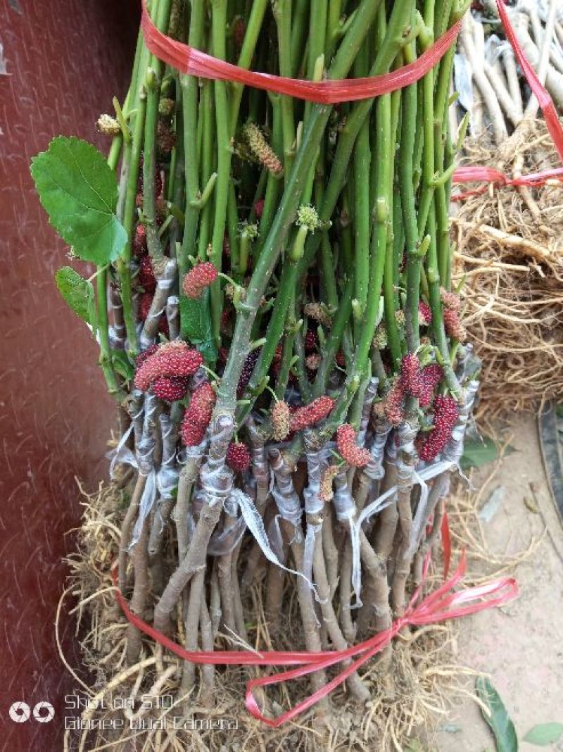 大十桑树苗20~30cm