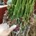 大十桑树苗20~30cm