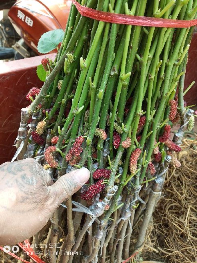 大十桑树苗20~30cm