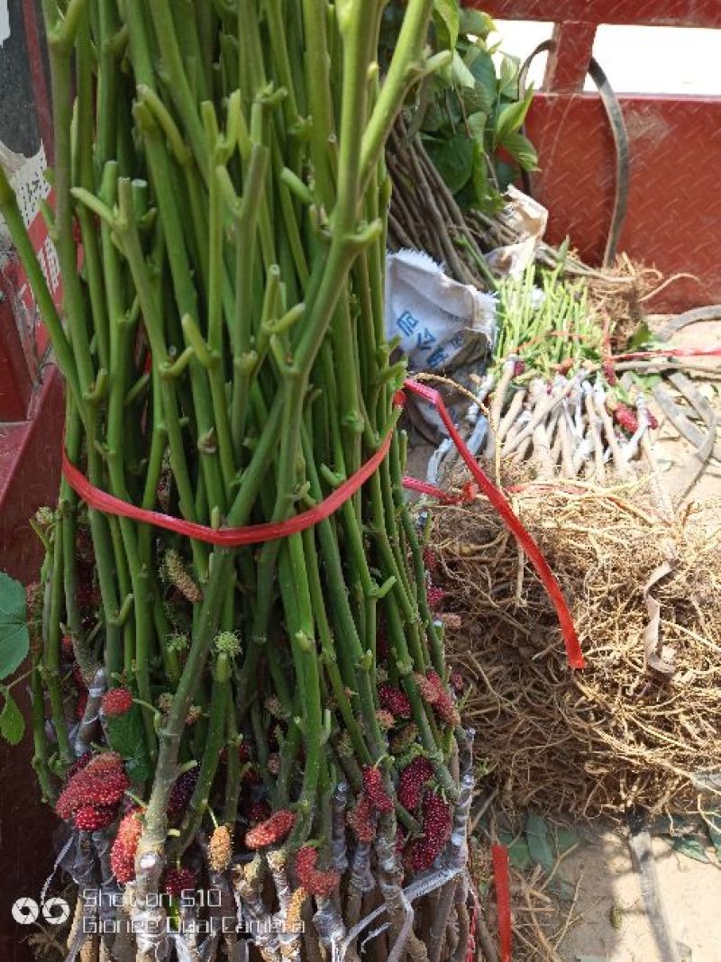 大十桑树苗20~30cm