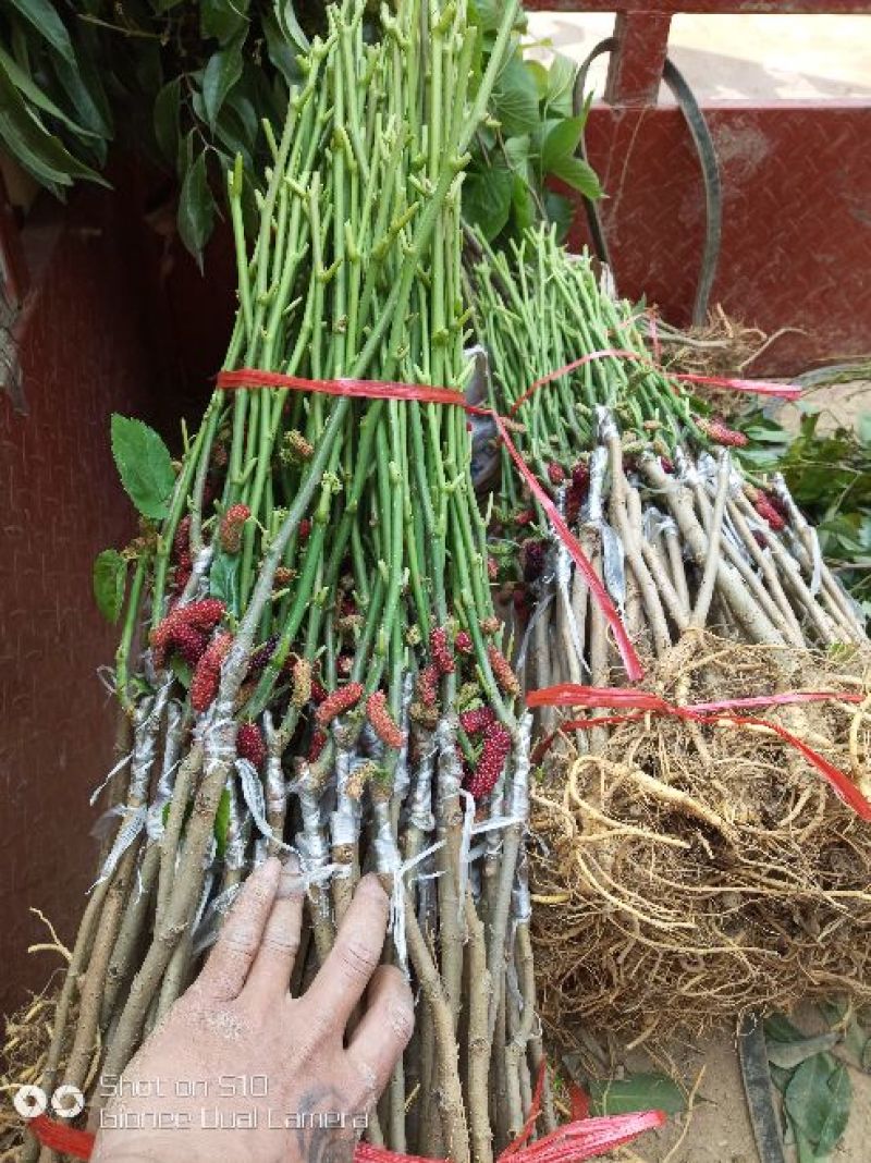 大十桑树苗20~30cm