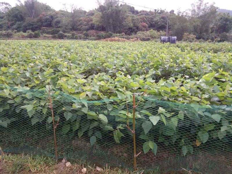 大十桑树苗20~30cm