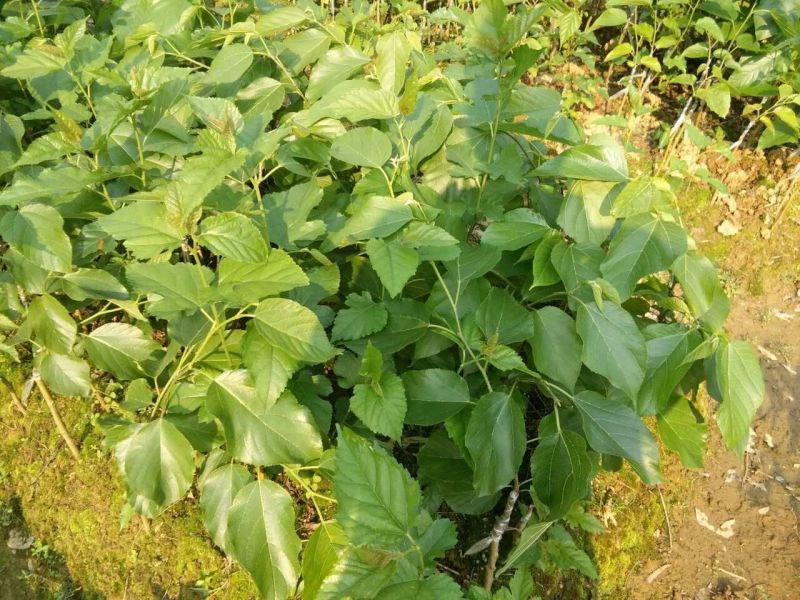 大十桑树苗20~30cm