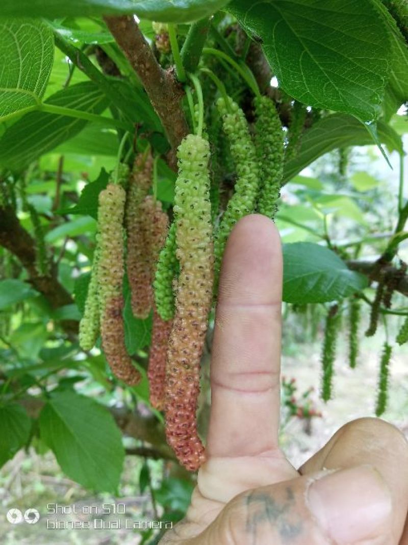 长果桑树苗35~40cm，1年