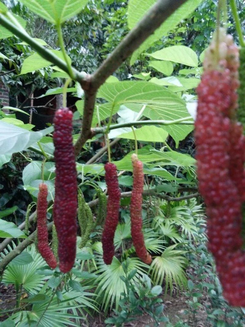 长果桑树苗35~40cm，1年