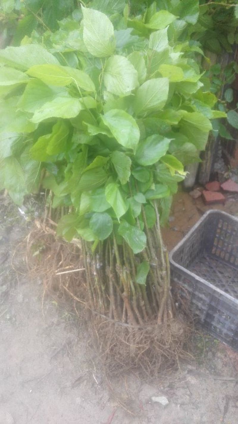 长果桑树苗35~40cm，1年