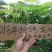 长果桑树苗35~40cm，1年