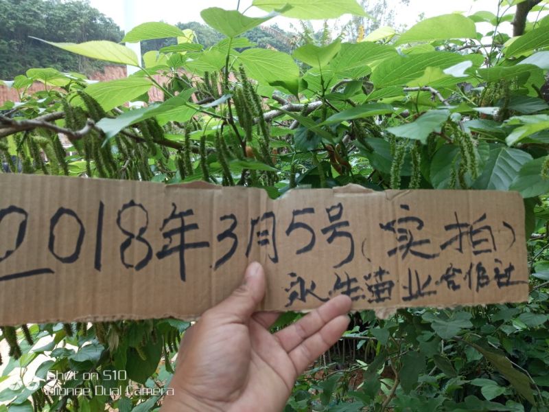 长果桑树苗35~40cm，1年