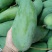 芒果树