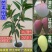 芒果树