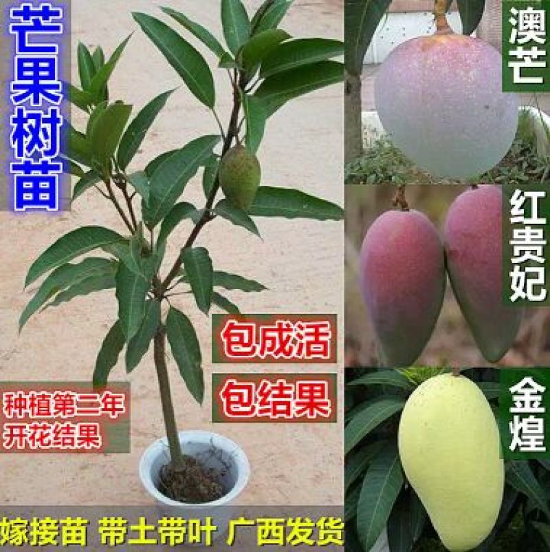 芒果树