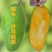 芒果树