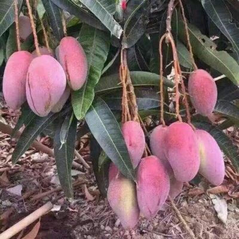 芒果树