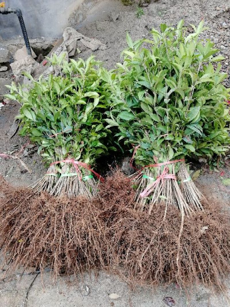 供应优质广西桂花苗，金桂苗八月桂高度10-100公分包邮