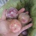 紫香1号百香果苗10~20cm