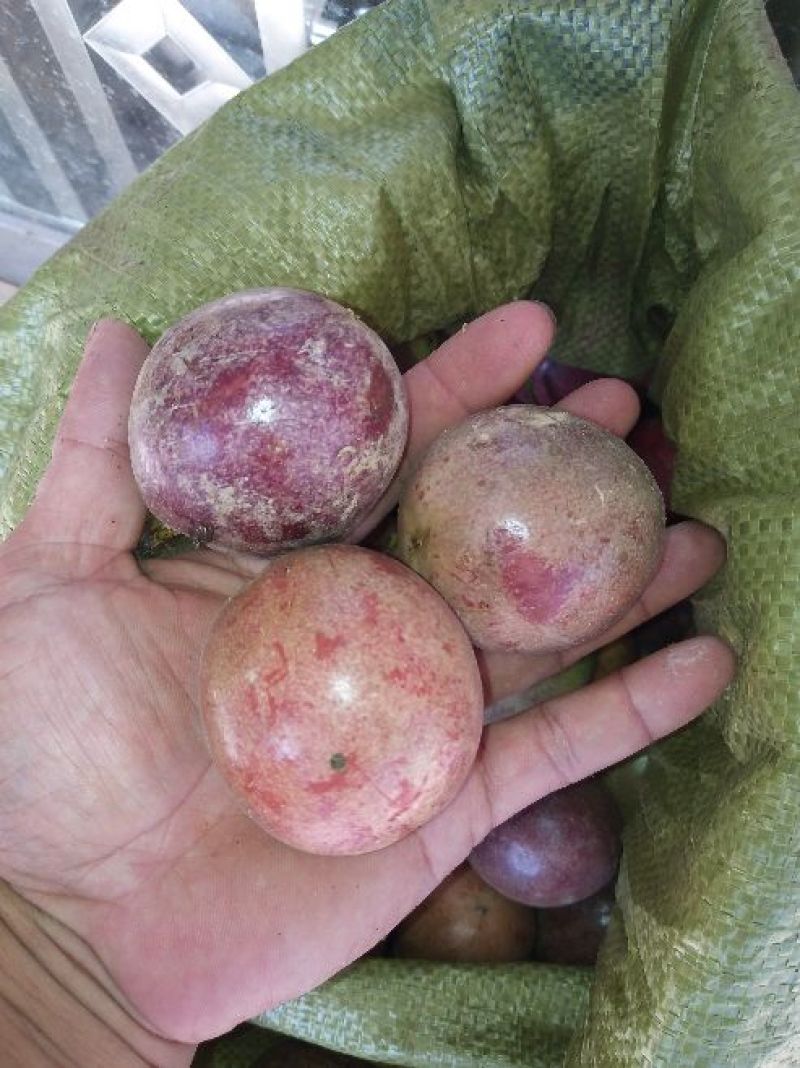 紫香1号百香果苗10~20cm