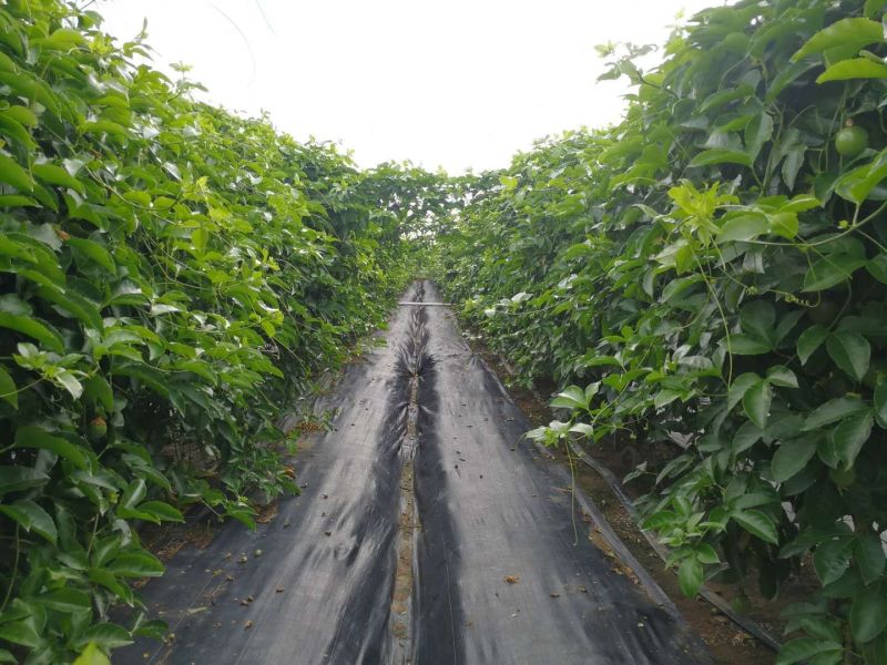 紫香1号百香果苗10~20cm