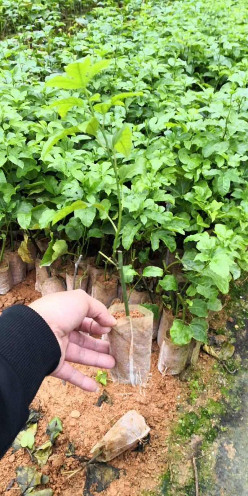 紫香1号百香果苗10~20cm