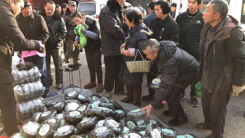 霞浦紫菜人工养殖头水