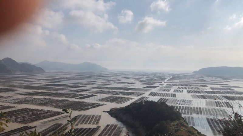 霞浦紫菜人工养殖头水