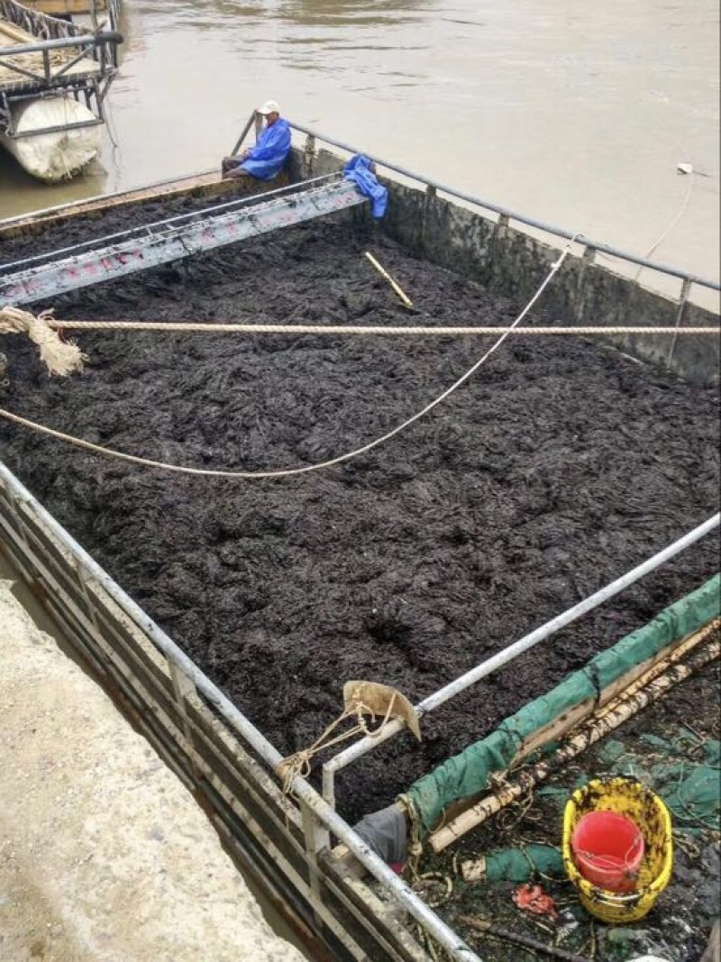 霞浦紫菜人工养殖头水