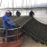 霞浦紫菜人工养殖头水