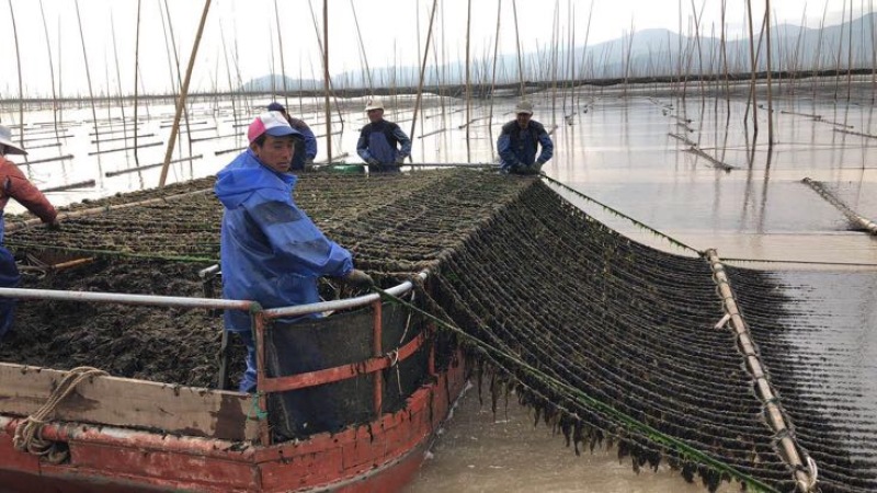 霞浦紫菜人工养殖头水
