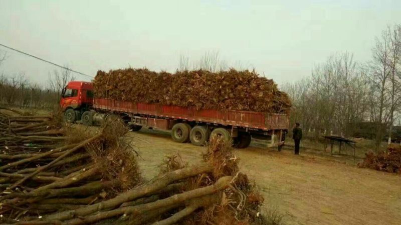 枣树苗基地直供金丝小枣苗成活率高现刨现发