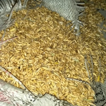 莜麦袋装