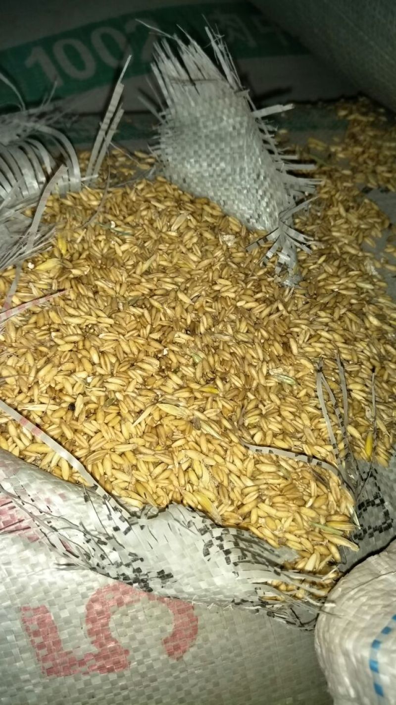 莜麦袋装