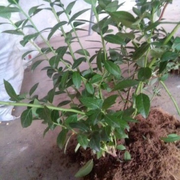 蓝莓苗2年以上50~80cm