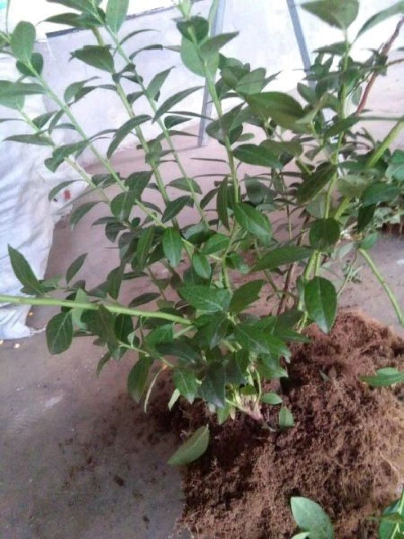 蓝莓苗2年以上50~80cm