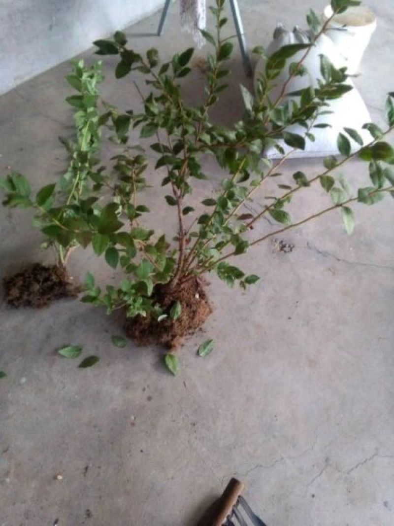 蓝莓苗2年以上50~80cm