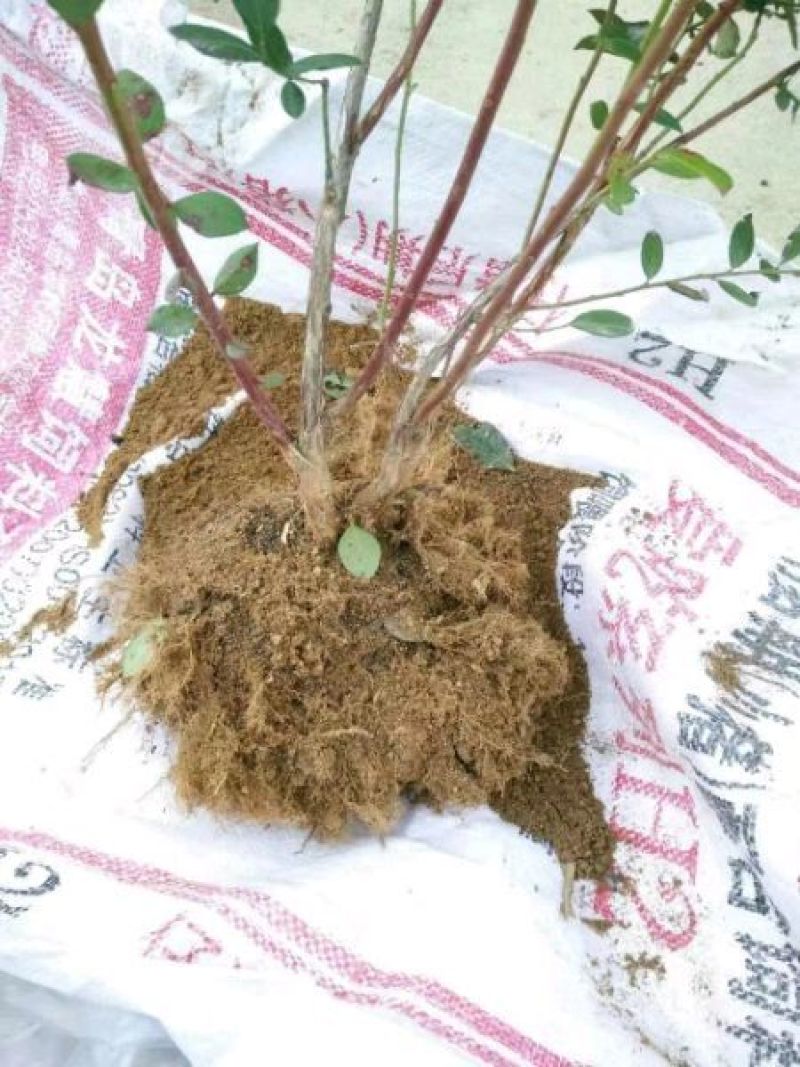 蓝莓苗2年以上50~80cm