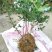 蓝莓苗2年以上50~80cm