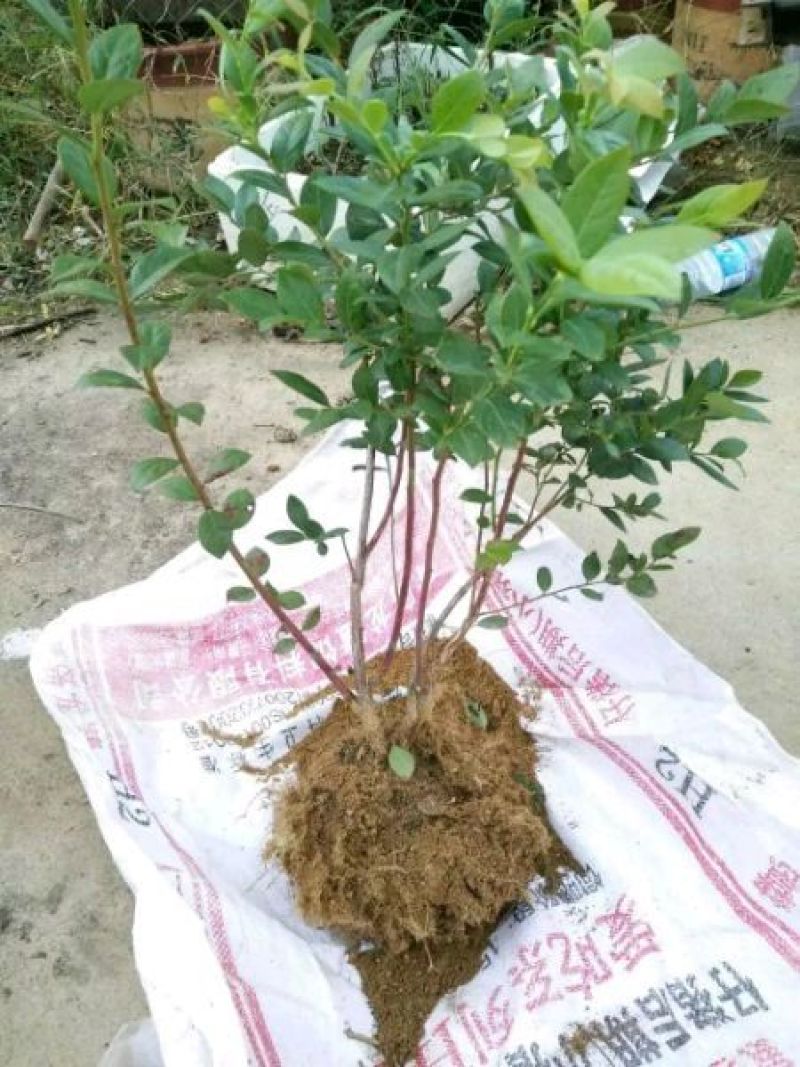 蓝莓苗2年以上50~80cm
