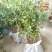 蓝莓苗2年以上50~80cm