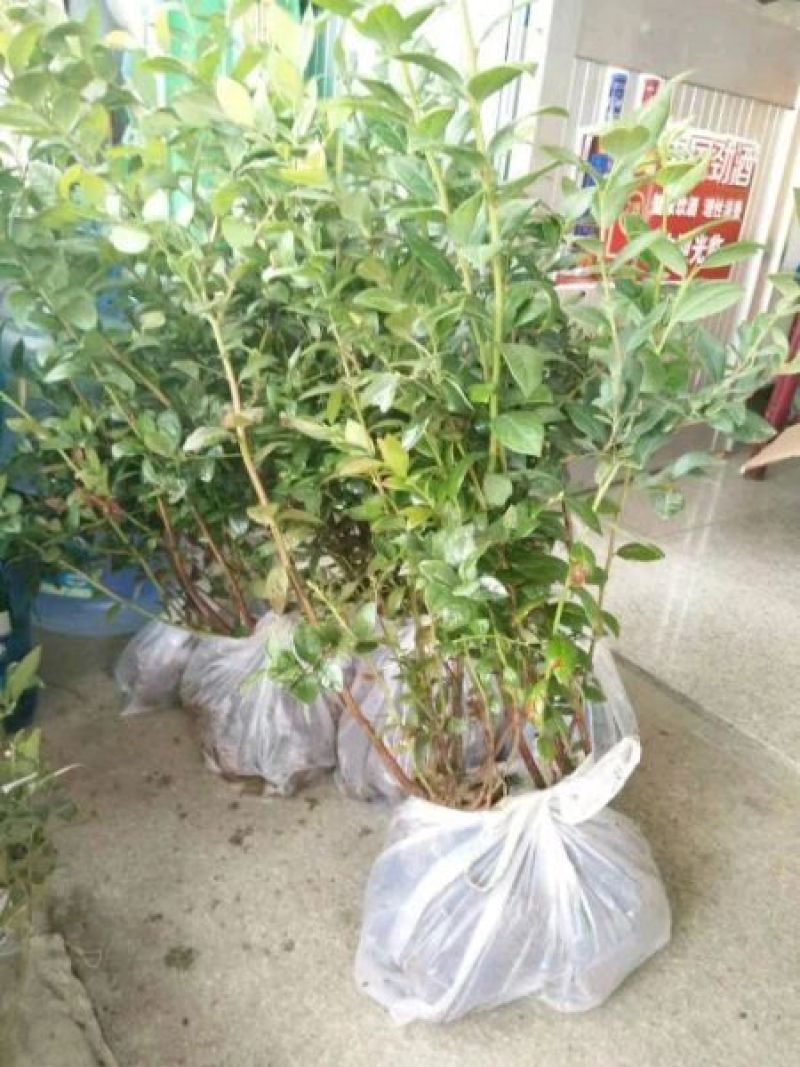 蓝莓苗2年以上50~80cm