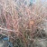 蓝莓苗2年以上50~80cm