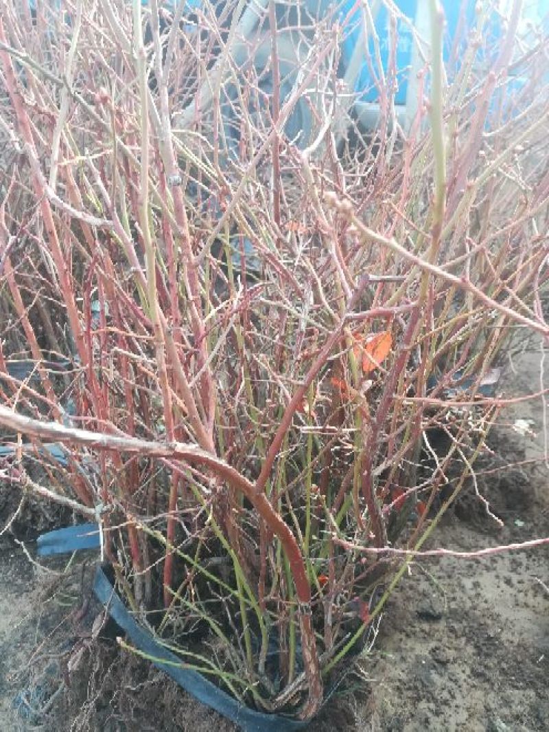 蓝莓苗2年以上50~80cm