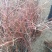 蓝莓苗2年以上50~80cm