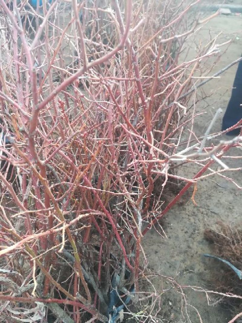 蓝莓苗2年以上50~80cm